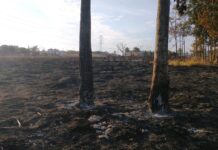 Homem é multado após ser flagrado ateando fogo em área pública de Jales