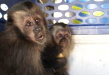 Mulher é flagrada transportando macacos-prego dentro de porta-luvas do carro