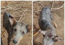 Cachorro é achado com sinais de maus-tratos após PM usar drone para investigar denúncia