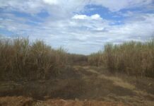 Empresa é multada em mais de R$ 950 mil por queimada em área de plantação de cana-de-açúcar