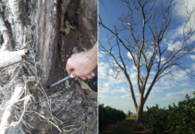 Proprietários rurais são multados em mais de R$ 23 mil por degradação ambiental