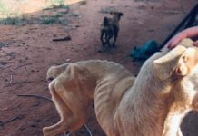 Homem é preso suspeito de manter cães em situação de maus-tratos em Rio Preto