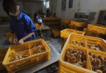 China registra primeiro caso de gripe aviária H10N3 em humano