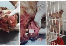 Jovem preso após agredir cachorra de estimação a pauladas é solto em audiência de custódia