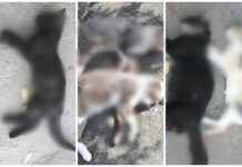 Polícia investiga morte de gatos com sinais de envenenamento: ‘Cena de horror’, diz moradora