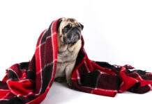 CPVA e Centro de Zoonoses alertam sobre doenças de inverno em animais