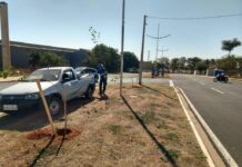 Saev realiza o plantio de mudas de árvores em vários pontos da cidade