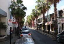 Prefeitura realiza poda de manutenção nas palmeiras da Rua Amazonas neste domingo