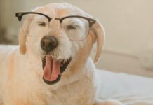 Cães e gatos idosos: veterinária explica os cuidados na terceira idade dos pets