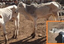 Homem é multado em R$ 900 mil por maus-tratos a mais de 200 bovinos no interior de SP