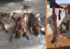 Trio é multado por caça ilegal após polícia encontrar capivaras penduradas em ganchos de aço