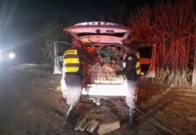 Polícia encontra mais de uma tonelada de maconha dentro de carro abandonado em canavial