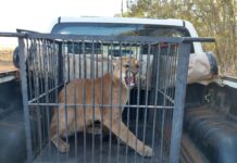 Onça-parda é resgatada após invadir quintal de residência em Votuporanga