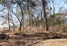 Propriedade rural de Álvares Florence é autuada em R$ 10 mil por danificar vegetação nativa