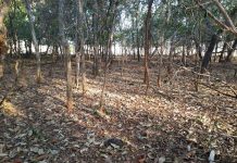Dono de fazenda é autuado em quase R$ 20 mil por danificar área de vegetação nativa em Américo de Campos
