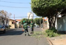 Saev Ambiental realiza mais de 18 mil podas de árvores gratuitas no primeiro semestre