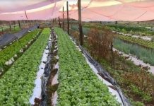 Geada causa prejuízos a agricultores da região