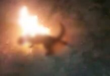 Polícia Civil investiga homens que mataram gato queimado e gravaram vídeo em Santa Albertina