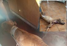 Cachorro com sinais de maus-tratos e amarrado em corda é resgatado em Jaci