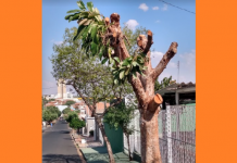 Moradores e ambientalistas reclamam de excesso de podas de árvores em Votuporanga