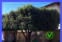 Poda drástica: Saev alerta moradores sobre prática considerada crime ambiental