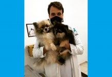 Médico veterinário alerta para prevenção da Leishmaniose Visceral