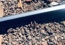 Homem é autuado após amarrar cachorro em linha férrea em Rio Preto; animal morreu atropelado