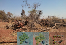 Polícia Ambiental autua propriedade rural por supressão de vegetação nativa