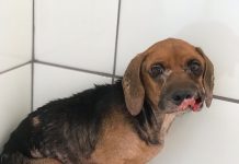 Mulher é multada em R$ 3 mil após mandar enterrar cachorro vivo em Santa Albertina