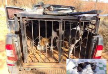 Pai e filho são presos por porte ilegal de arma de fogo em Votuporanga