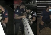 Cadela presa em calha de rio é resgatada por guarda em Rio Preto