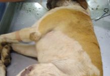 Idoso é suspeito de torturar e matar cachorros em Potirendaba
