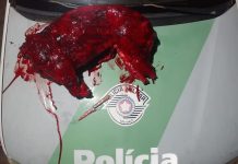Homens são autuados por transportar capivara abatida em MG