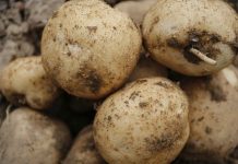 Geadas fazem preço da batata subir mais de 40%