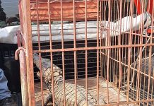 Bombeiros resgatam jacaré encontrado em córrego de Mesópolis