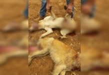 Polícia procura idoso suspeito de torturar e balear cachorros em Potirendaba; animais morreram