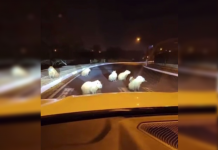 Capivaras no meio da rua chamam atenção de motorista em Rio Preto