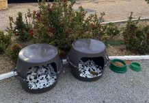 Estudante faz casinhas para cães e gatos de rua com baldes: ‘Muito respeito pelos animais’