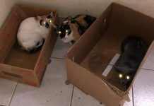 Justiça converte para preventiva prisão de mulher multada em R$ 48 mil por maus-tratos a animais em Birigui