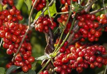 BB libera R$ 2 bi para recuperação de lavouras atingidas por geada