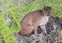 Onça-parda é resgatada ferida às margens de rodovia em Penápolis