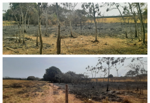 Propriedade rural é multada em mais de R$ 22 mil por atear fogo em vegetação