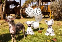 Campanha do Ziggy Foz já castrou 10 animais de rua