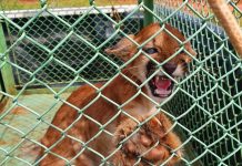 PM Ambiental já resgatou quase 14 mil animais silvestres de janeiro a julho deste ano