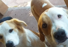 Assassino de cães ligou para os donos antes de torturar, estuprar e matar os animais em Potirenbada
