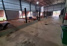 CPVA alerta para a importância e cuidados sobre vacinação em pets