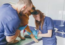 Dia do Médico Veterinário