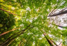 Corte de árvores sem autorização da Saev Ambiental pode render multa