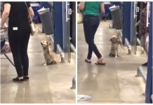 Cadelinha que viralizou ao ‘acenar’ para clientes foi resgatada à beira da morte e ‘atua’ como chefe de oficina