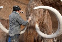 Cientistas recebem US$ 15 milhões para ressuscitar mamute extinto há 4 mil anos